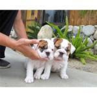 Well Trained Male And Female English Bulldog Puppies for New Homes 